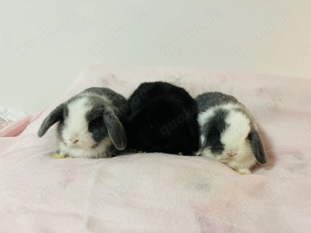 Zwergkaninchen Babys Minilop Zwergwidder 