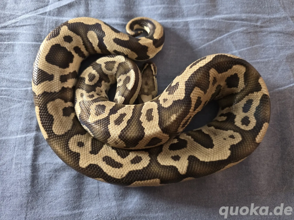 1.0 Leopard Fire von Xclusiv Snakes