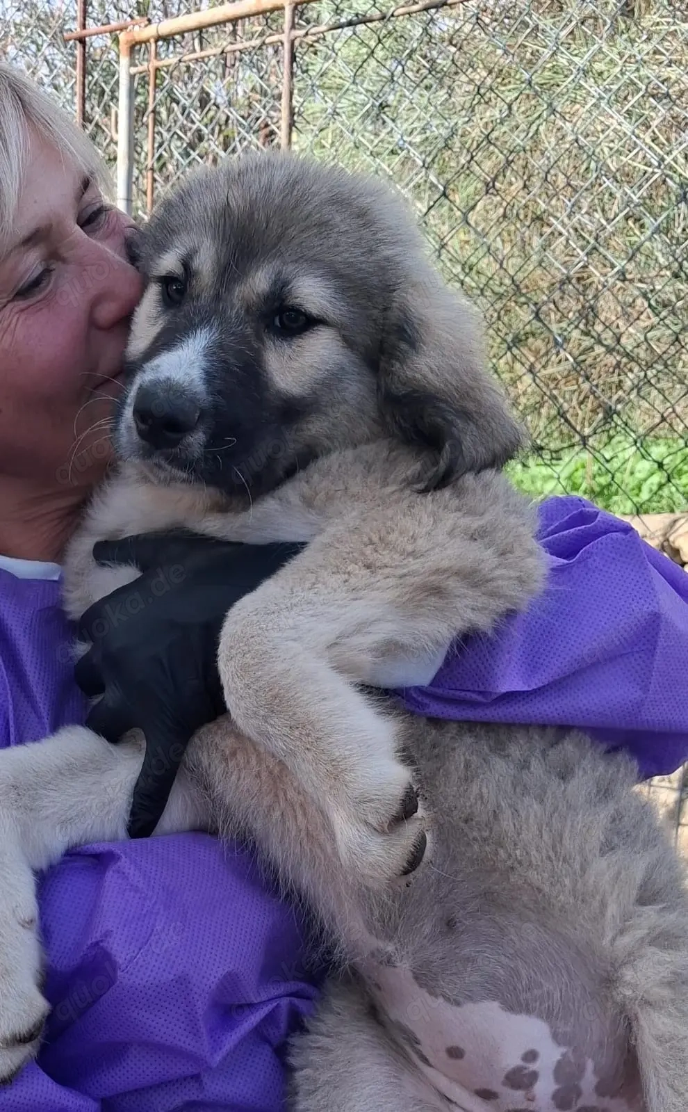 Zuhause oder Pflegestelle gesucht für Yara