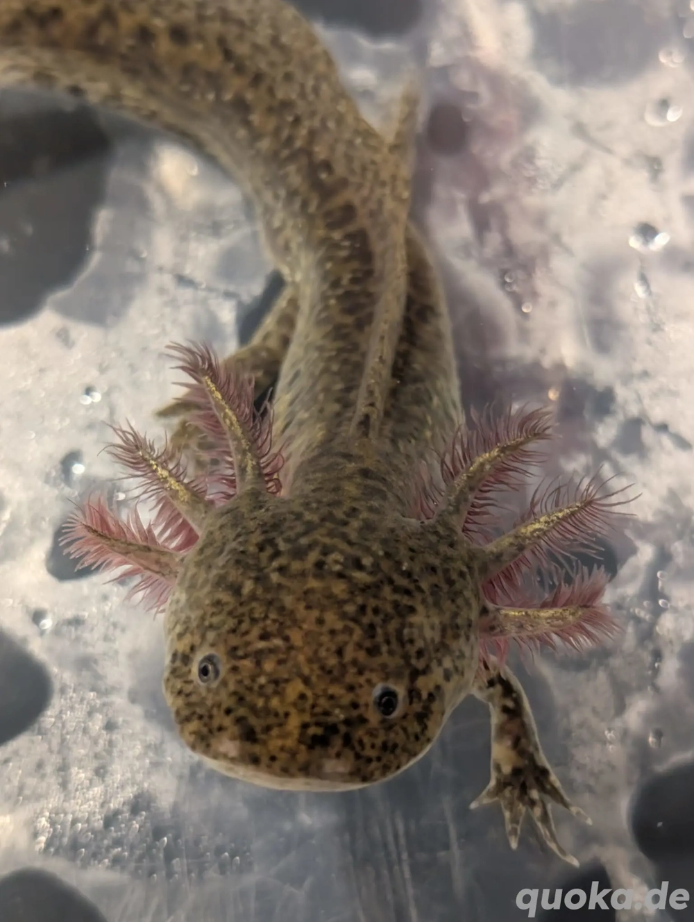 Wir suchen ein neues Zuhause     