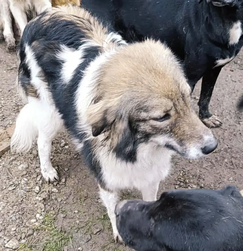 Cecil - schenkst du ihr ein Zuhause für immer?