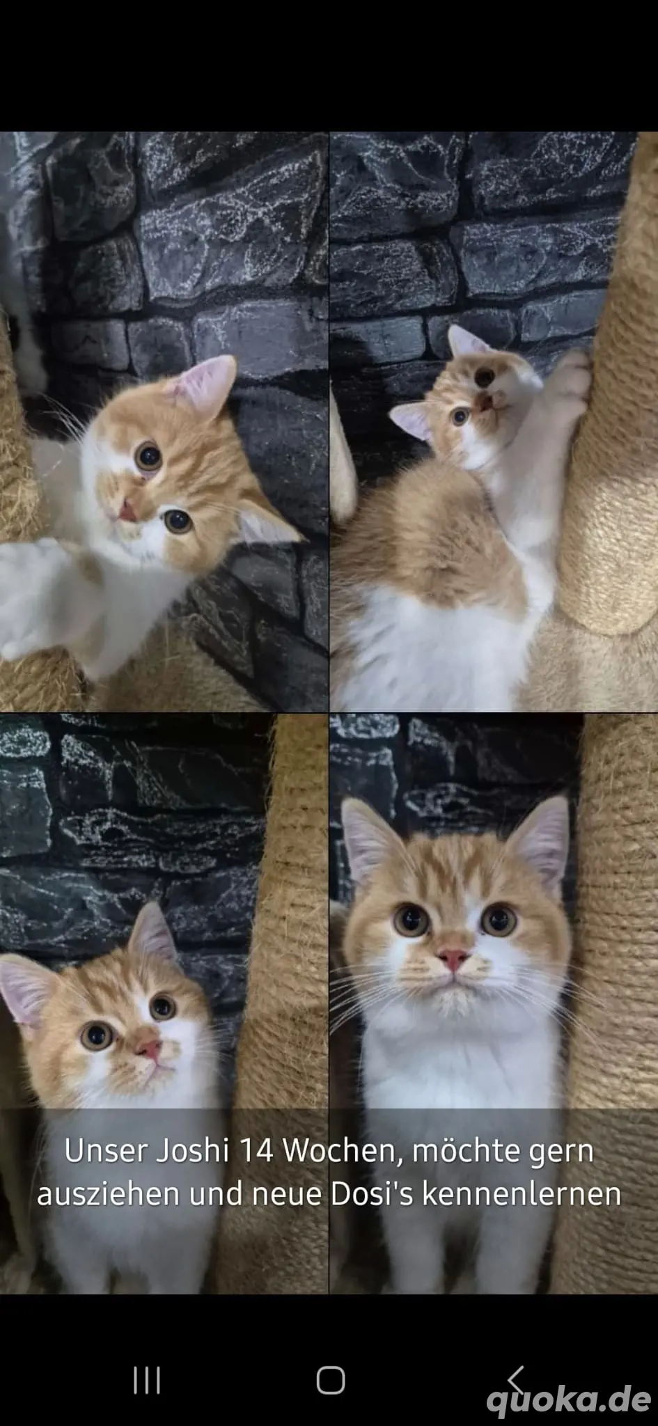 Verkaufe BKH Kater  14 Wochen alt