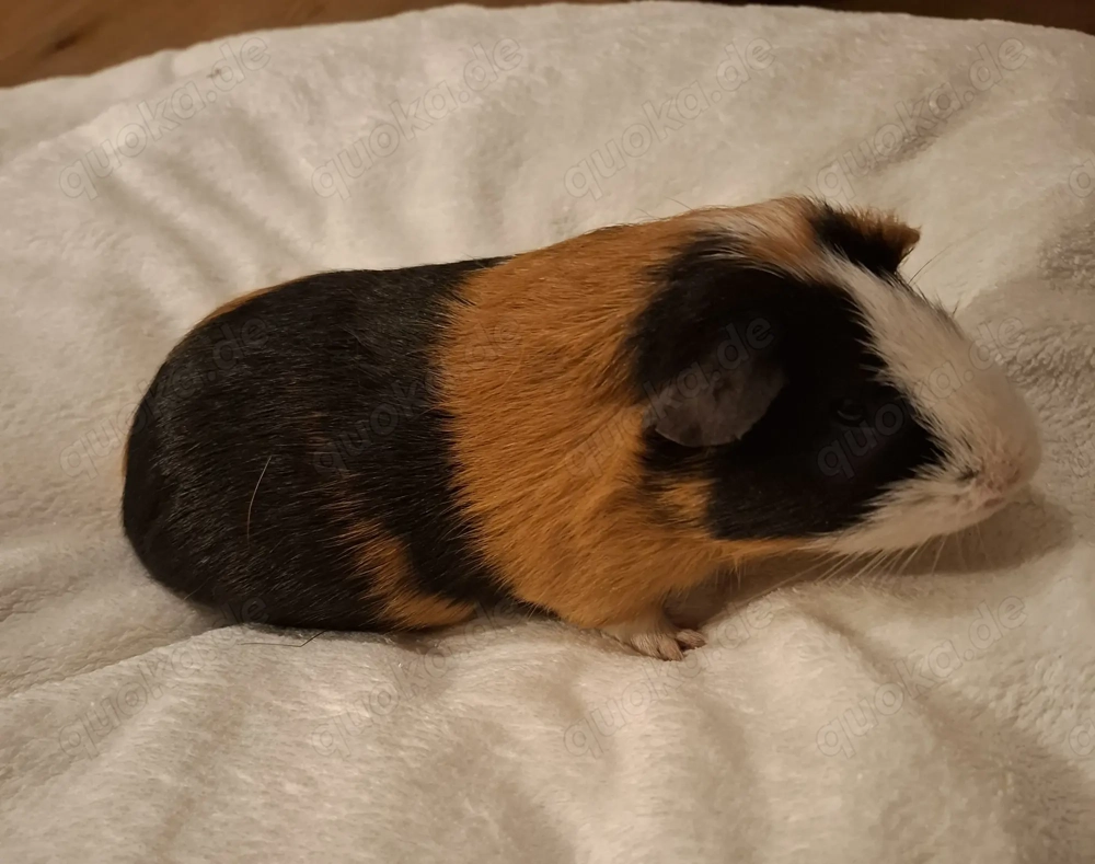 2 Meerschweinchen Böckchen