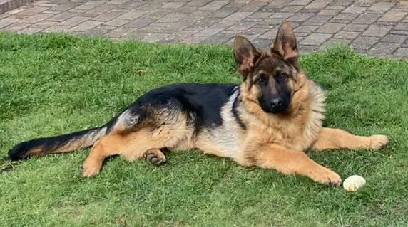 Schäferhund-Rüde sucht liebevolles Zuhause