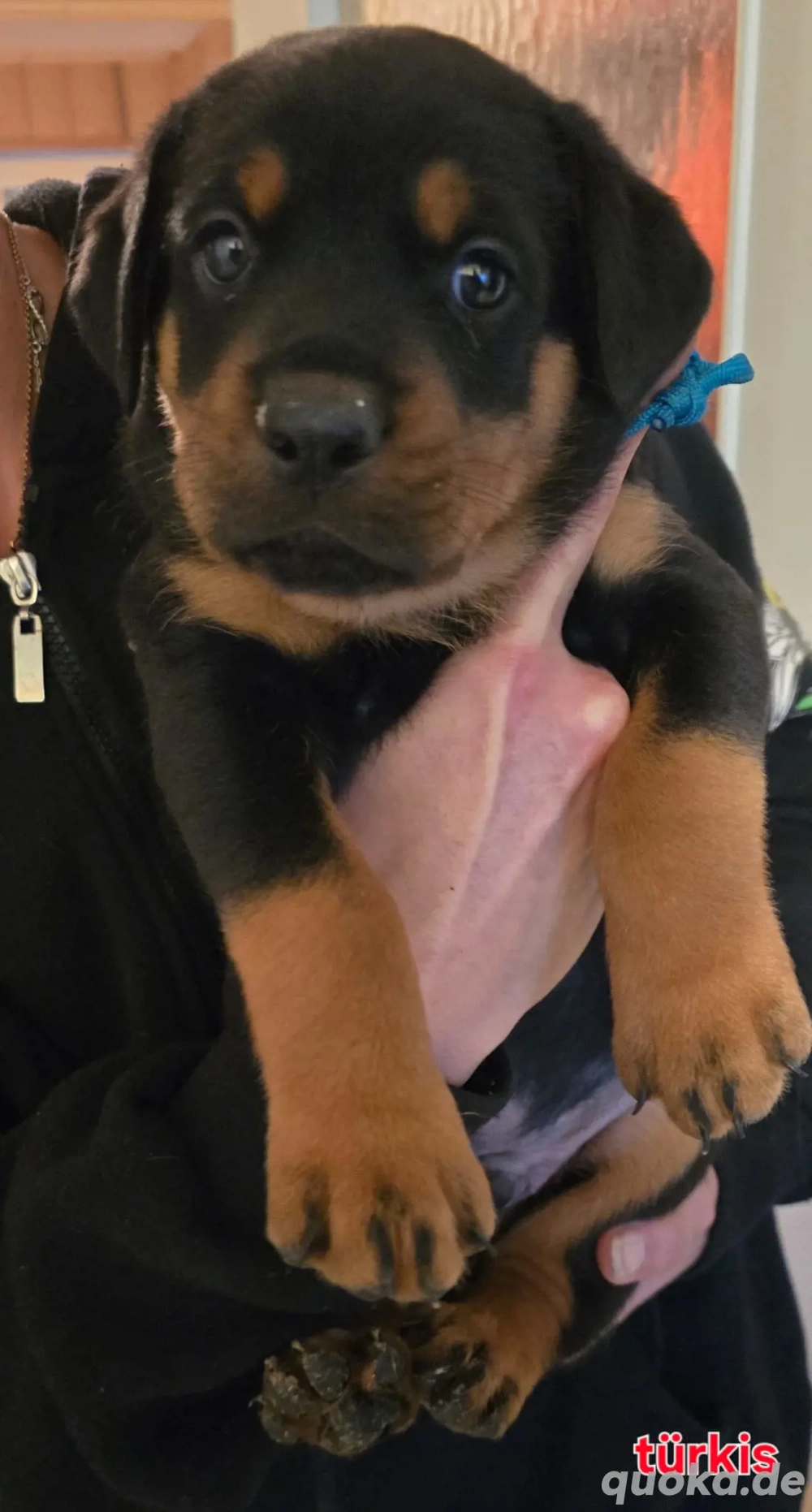 Rottweiler Dobermann Welpen abgabebereit 