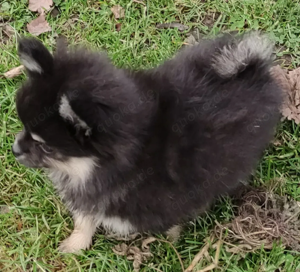 Süße PomChi's Rüden suchen ein liebevolles Heim.