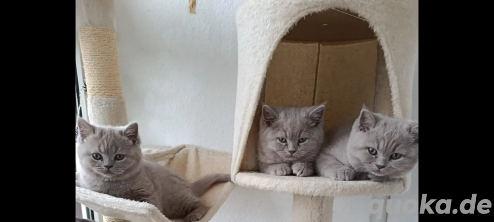 ***BKH Kitten Lilac***