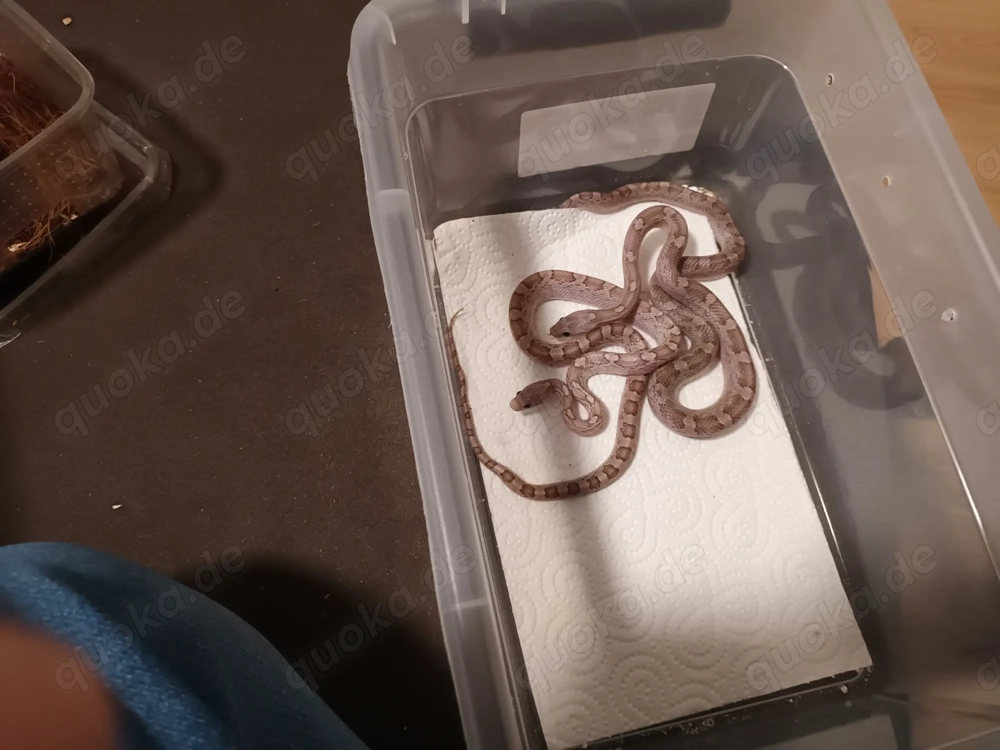 Ghost Pärchen nz Juni  25  