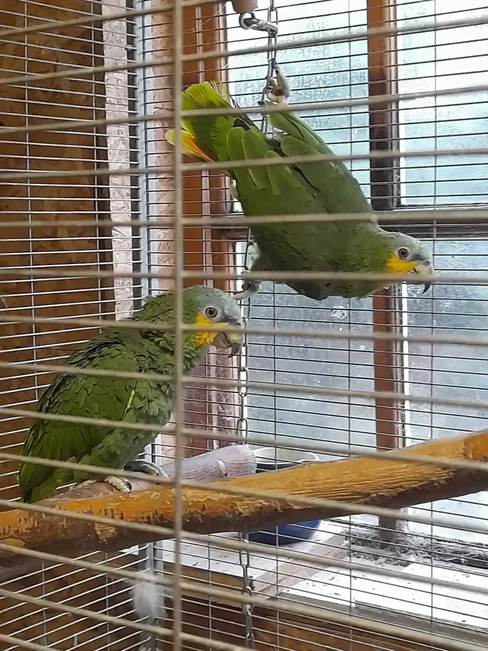 Venezuela Amazonen abzugeben 