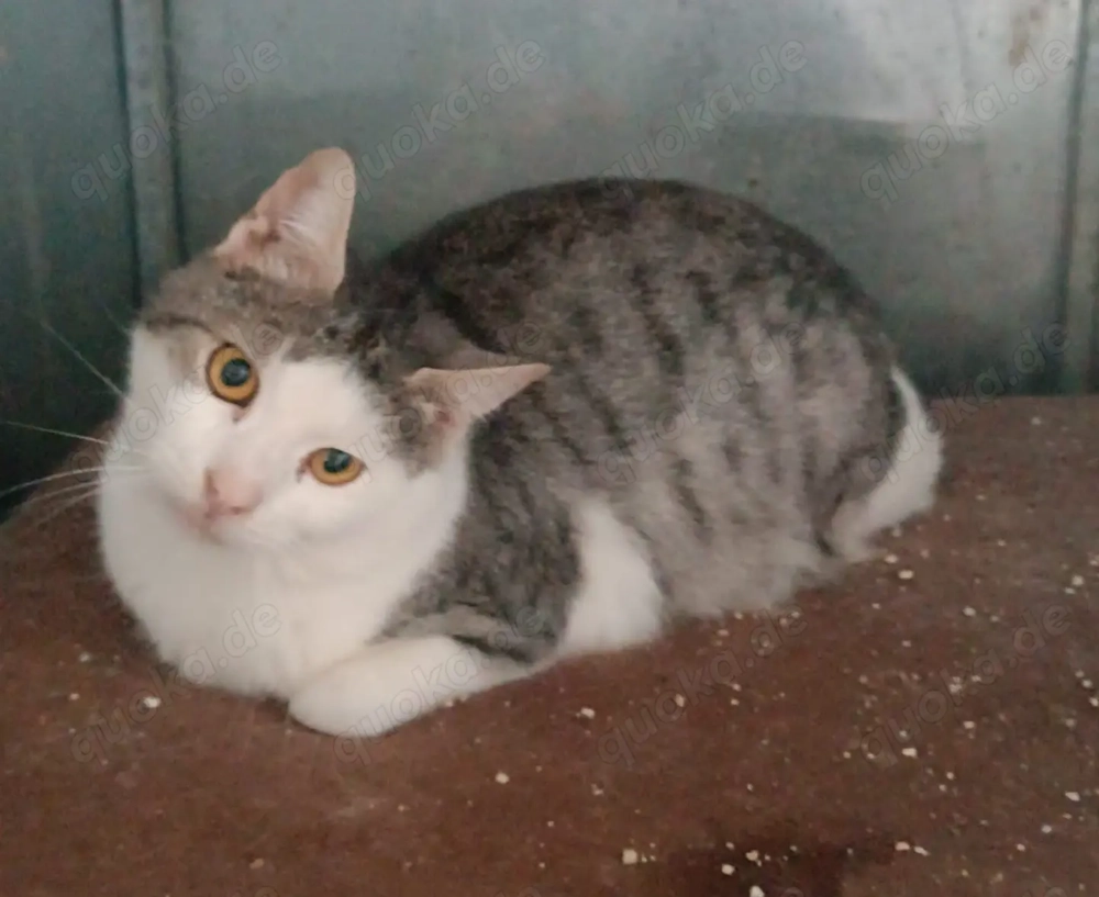 Freundlicher Tom sucht dringenst sein warmes Für-Immer-Zuhause