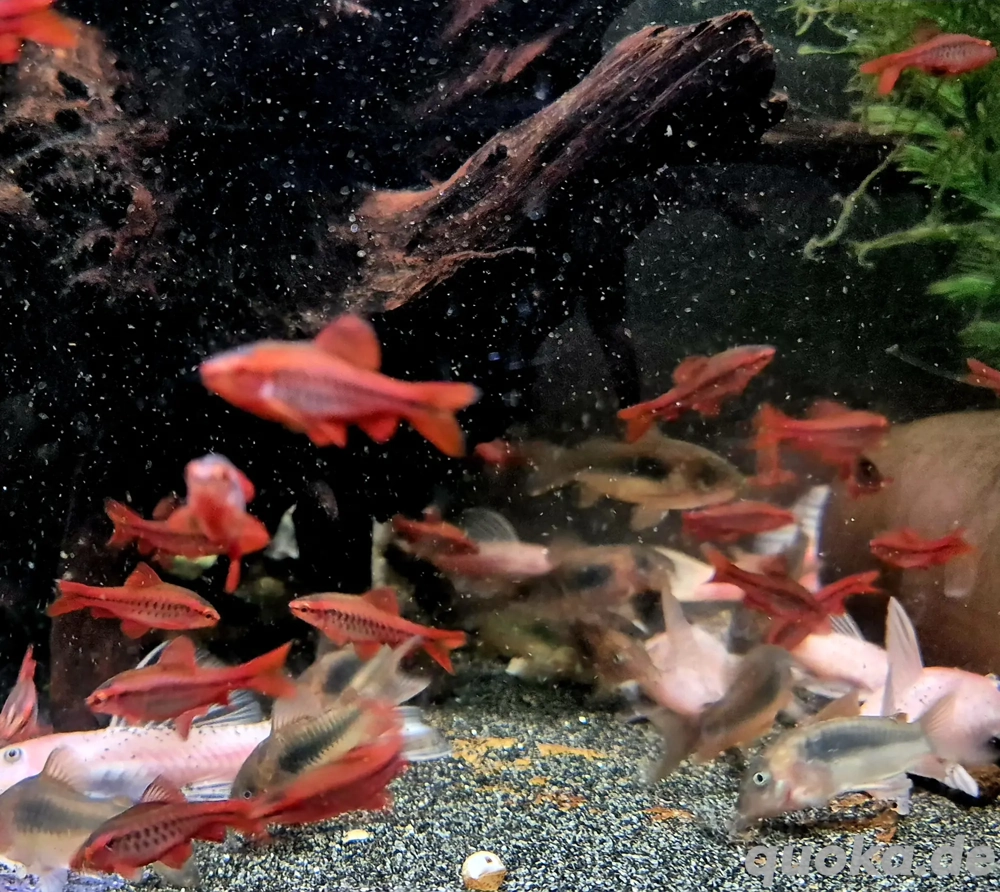 Bitterlingsbarben Puntius titteya 