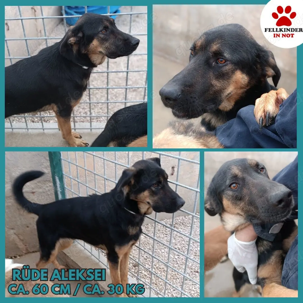Aleksei Schäferhund Mischling Rüde sucht Zuhause oder Pflegestelle