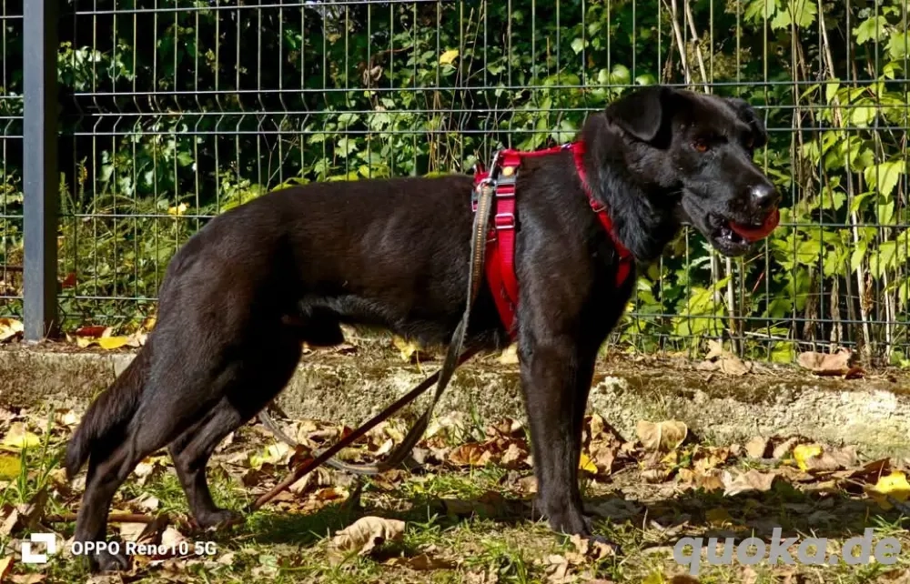 PARKER   ein Hundebub voller Herz und Lebensfreude