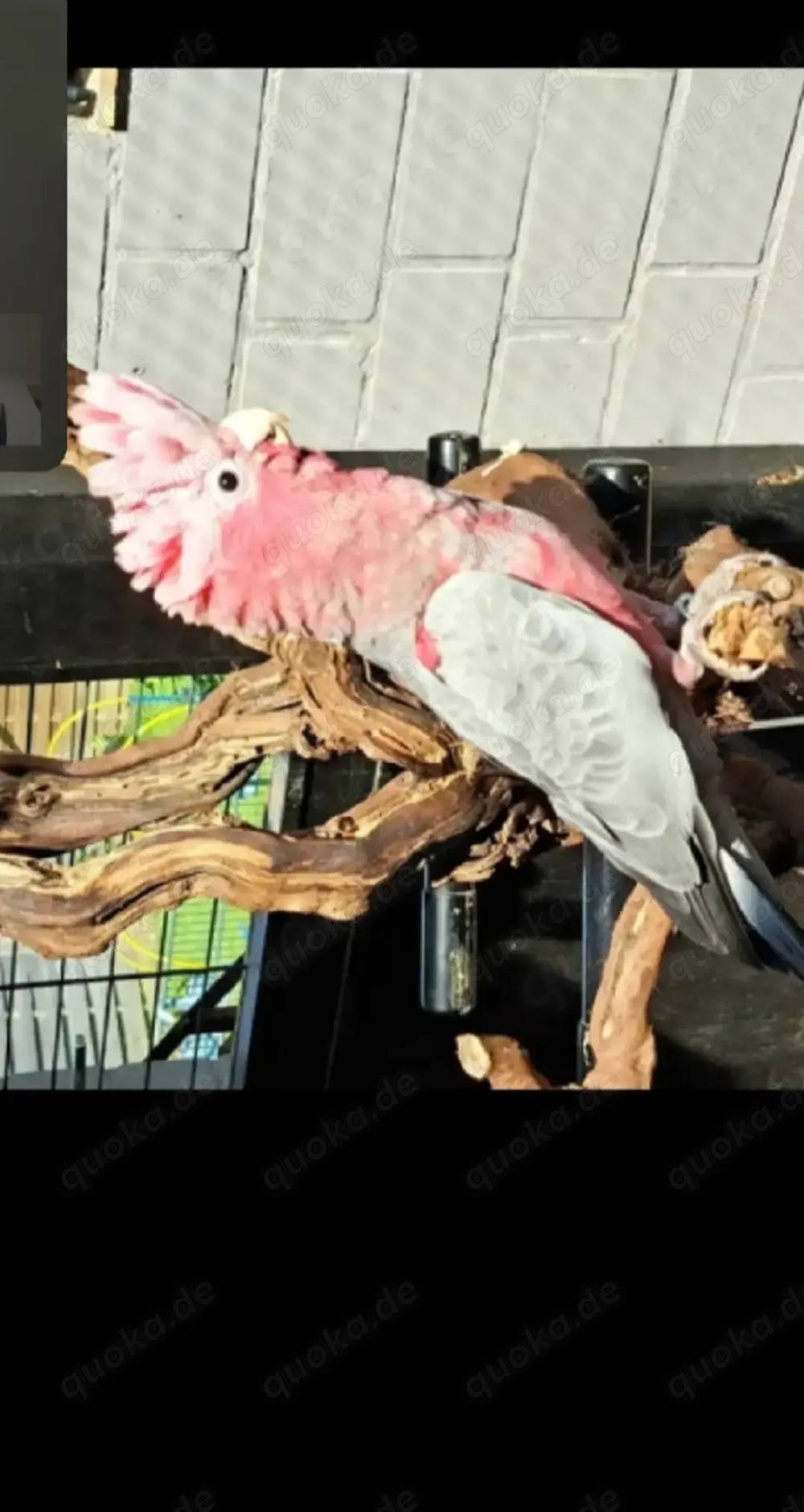 rosa Kakadu mit alle Papiere und DNA