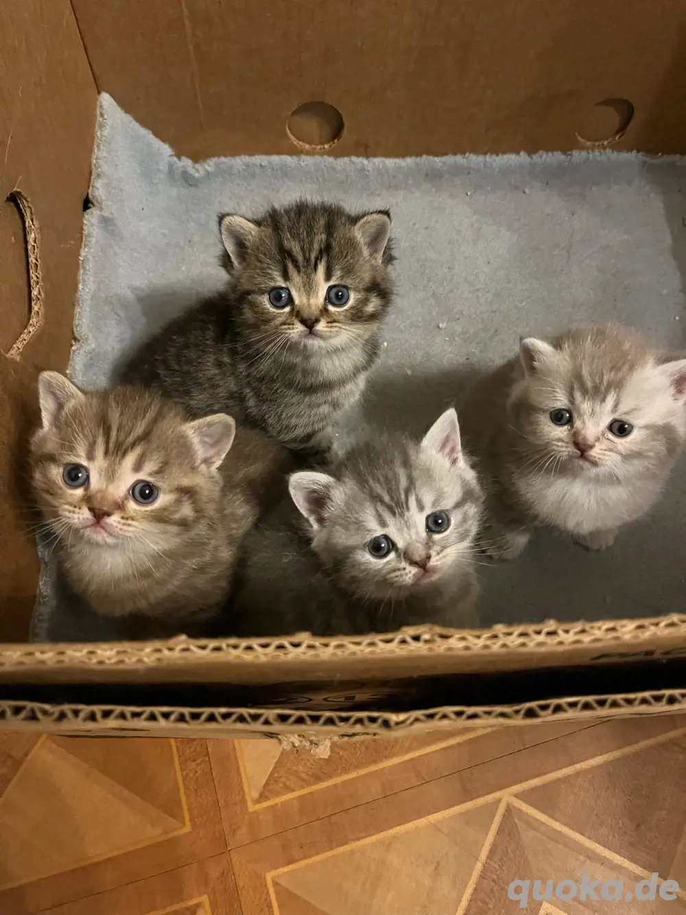BKH Kitten