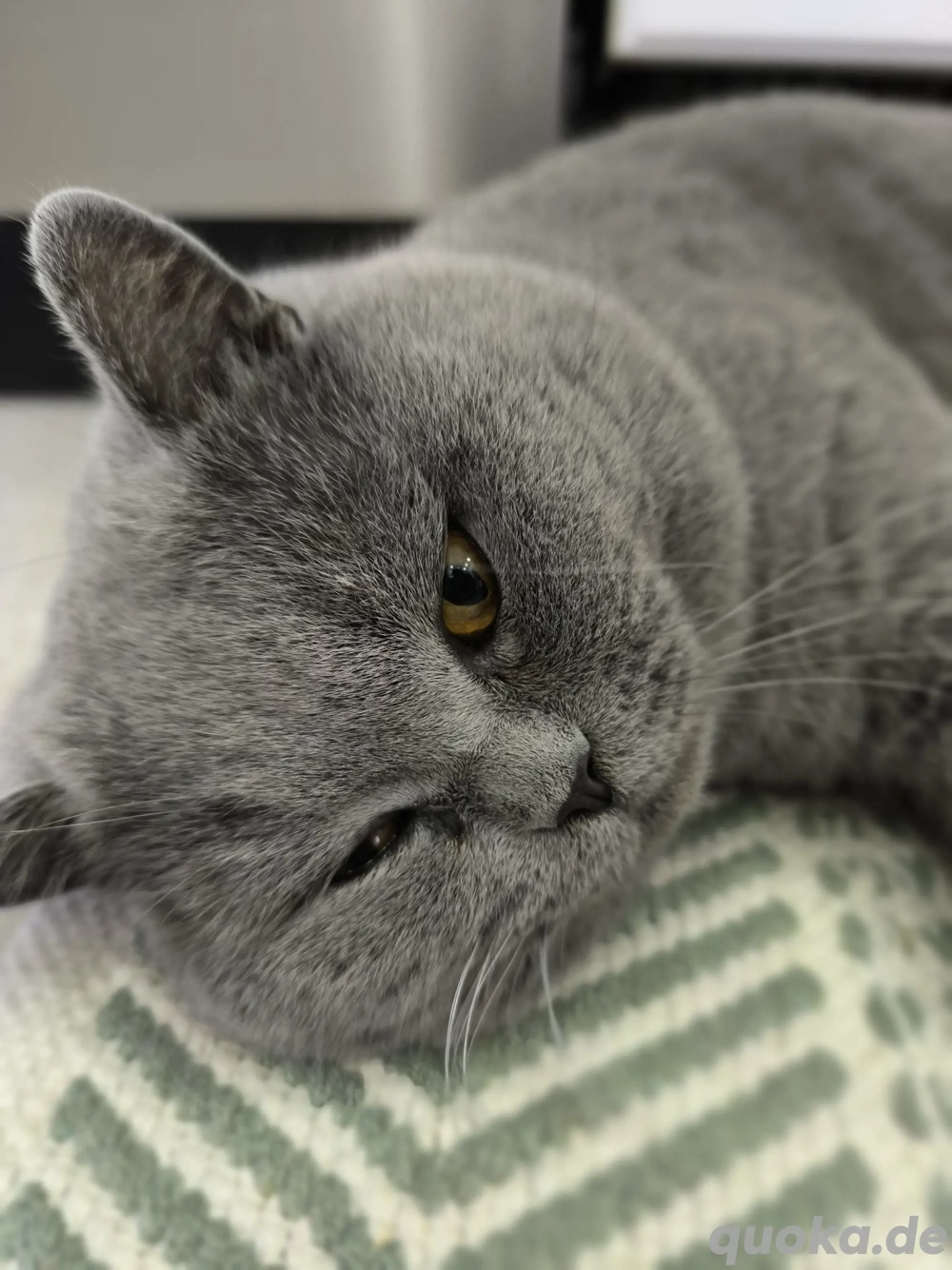 Deckkater BKH Britisch Kurzhaar 