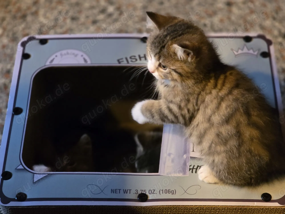 Perser Ragdoll Ekh Mix Meine 3 Flaschenkinder dürfen ausziehen Kitten Katzenbaby