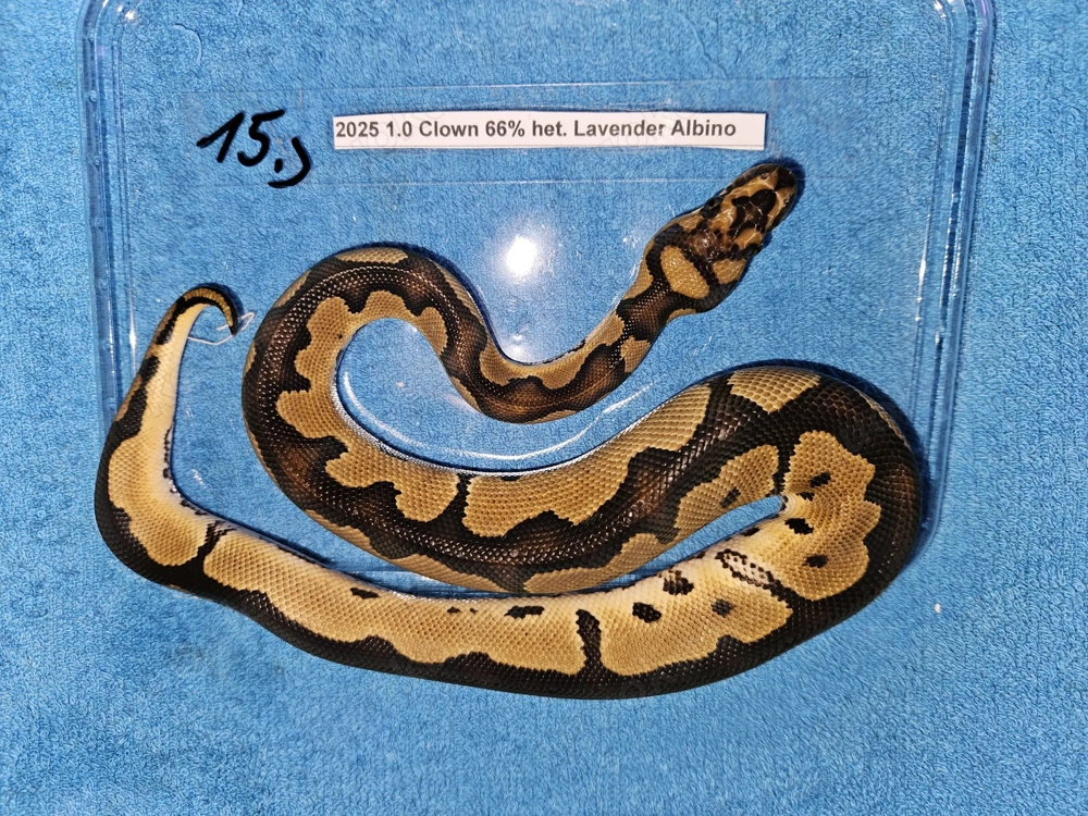 Verschiedene Königspythons zum Abgeben  Python regius ab 100,-  Euro  