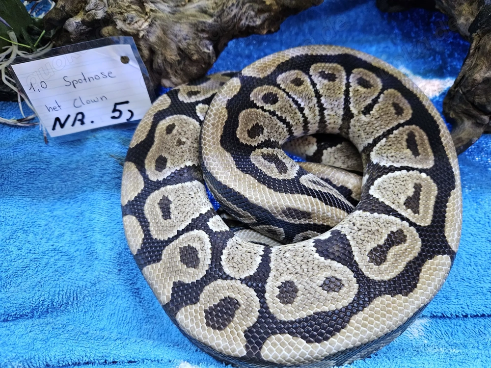 Verschiedene Königspythons zum Abgeben Python regius ab 100,-  Euro 