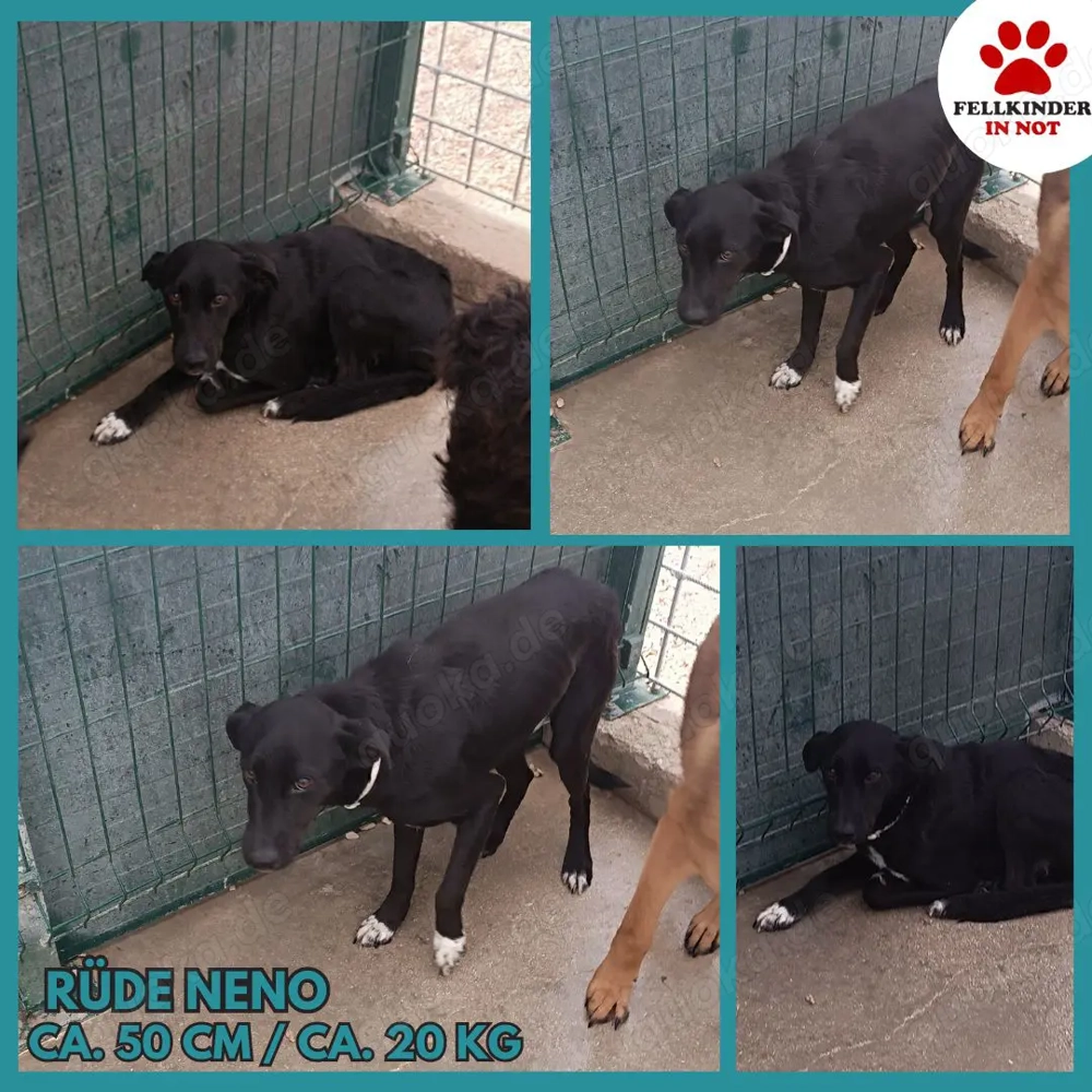 Neno Mischlingsrüde Mischling Rüde sucht dringend Zuhause oder Pflegestelle