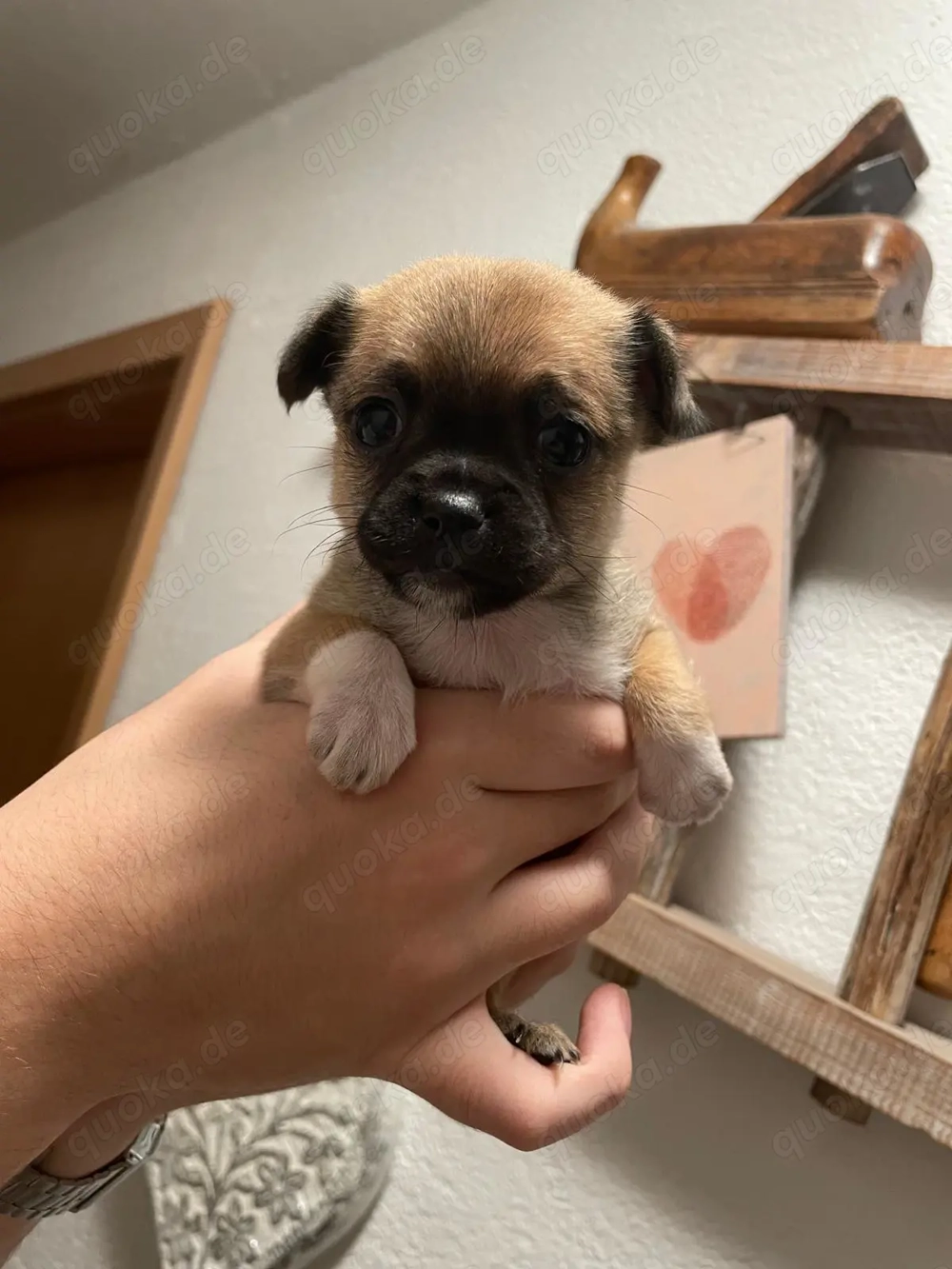 Ein Rüde ist noch frei !! 