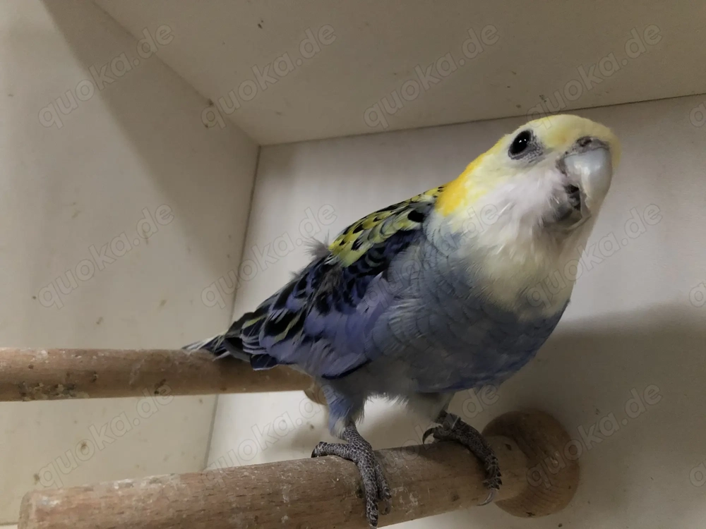 Blasskopfrosella Henne