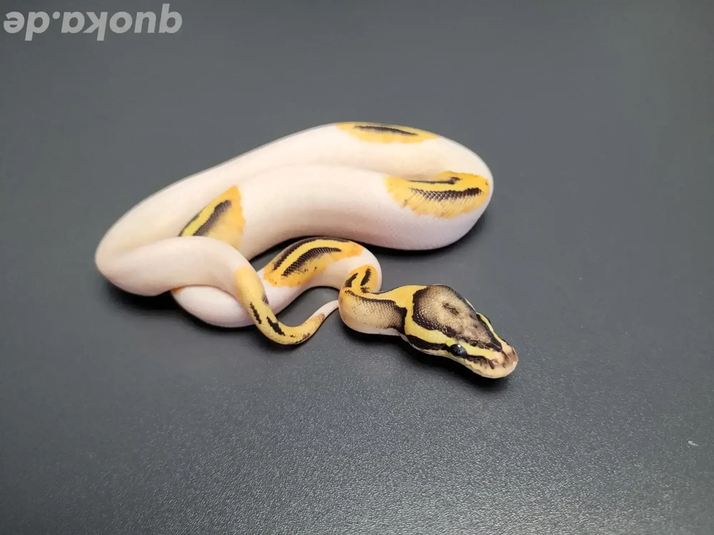 0.1 Pastel Desert Ghost Pied Königspython