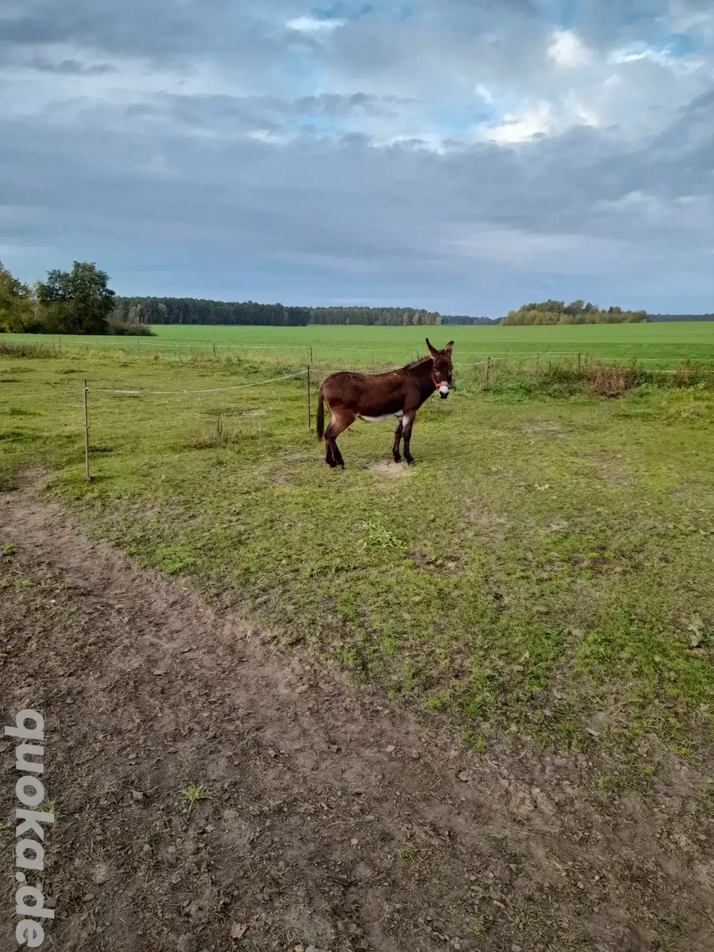 Eselhengst abzugeben 