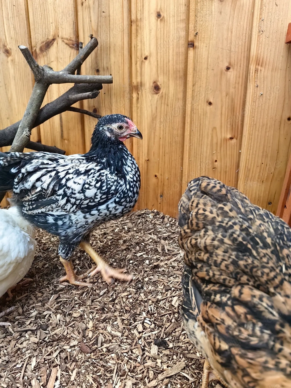 Zwerg-Wyandotten-Hahn (jung) in liebevolle Hände abzugeben