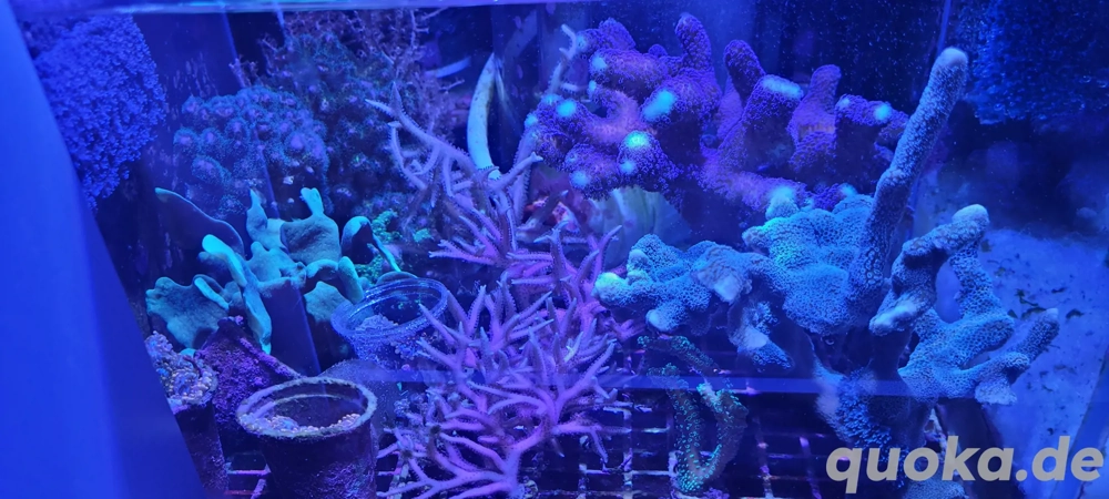 Korallen und Anemonen für Meerwasseraquarium 