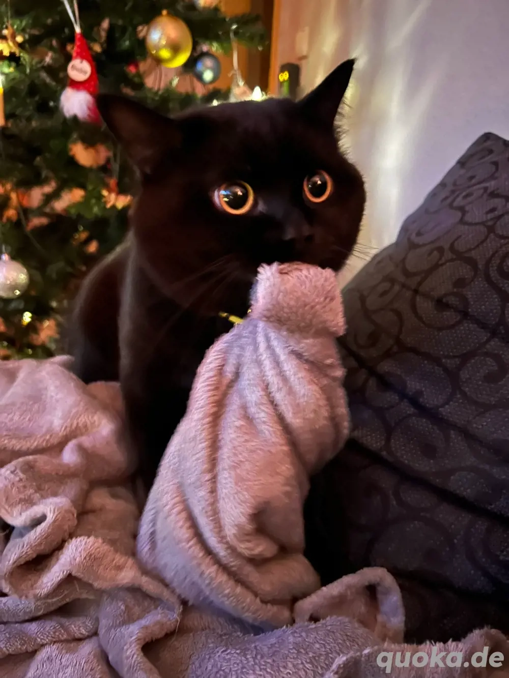 BKH Deckkarter Morle