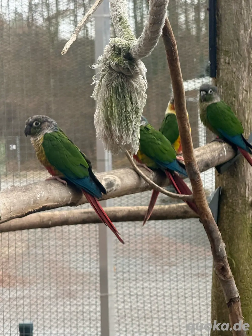 gelbseitenrotschwanzsittich