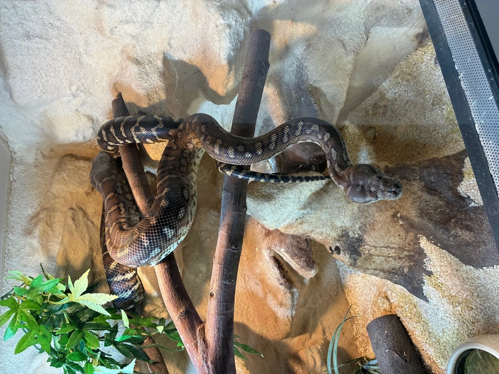 Bredly Python Zucht-Pärchen zu verkaufen