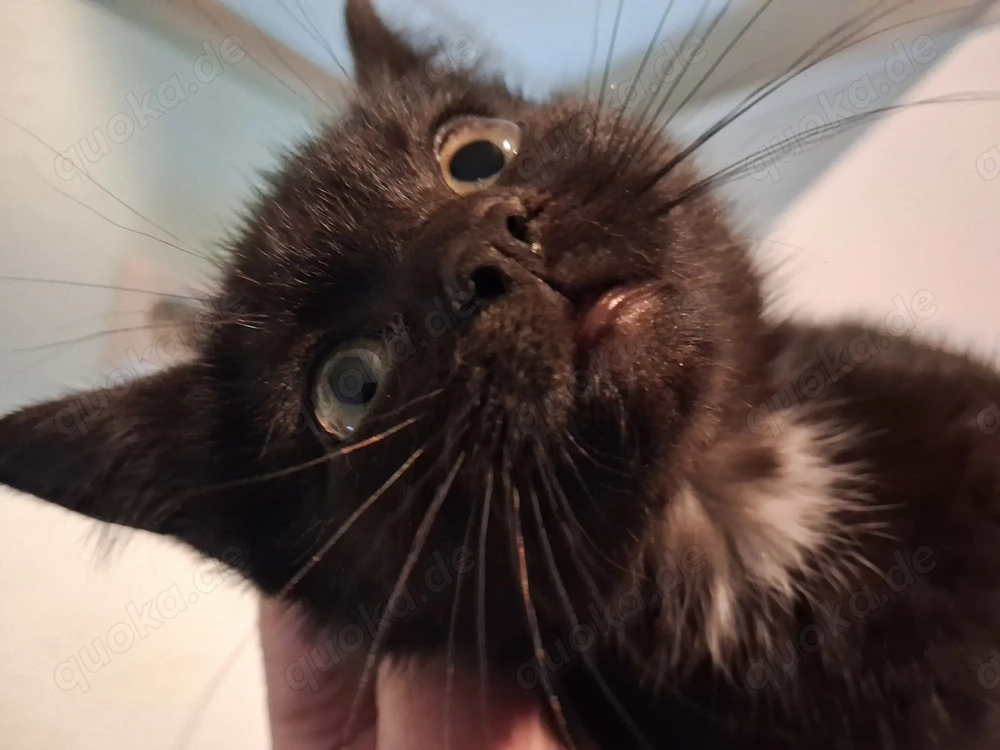 Verk junge Katze Europ. Kurzhaar