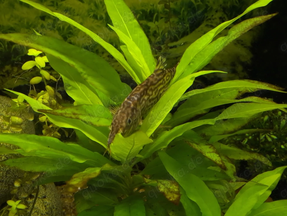 Aquarium zu verschenken