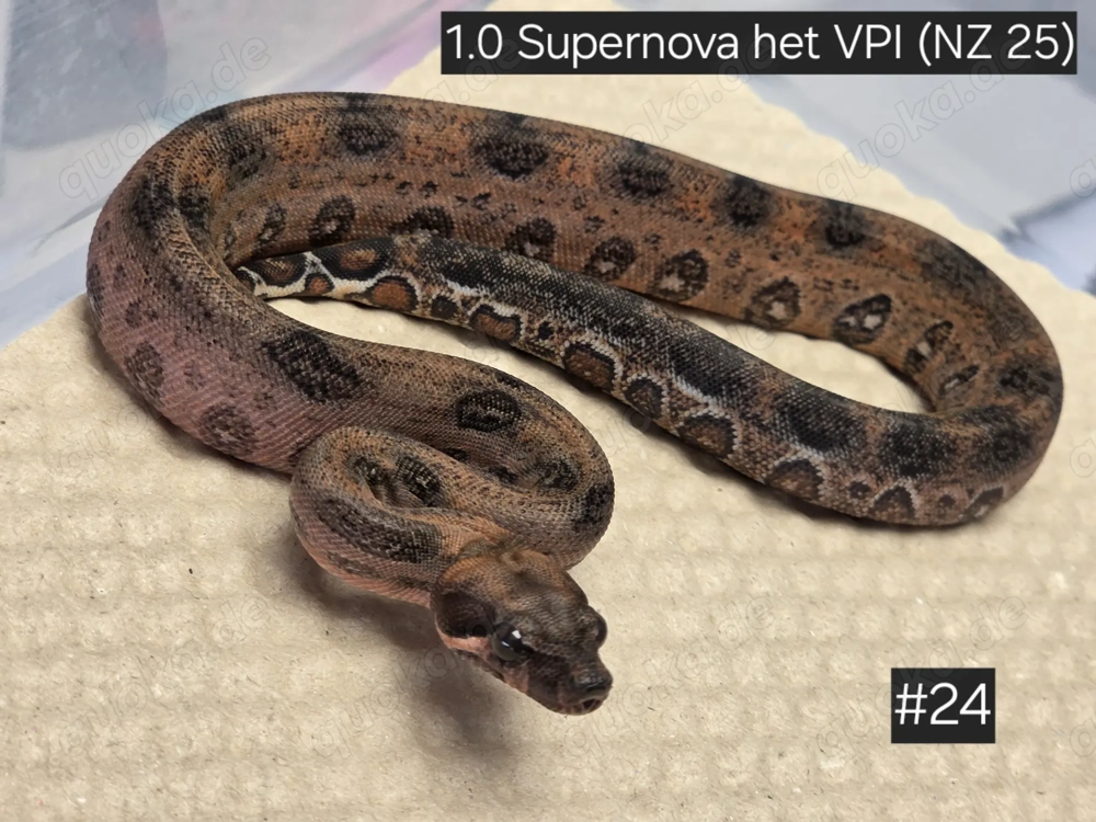 1.0 Supernova het VPI, Boa Constrictor Imperator 