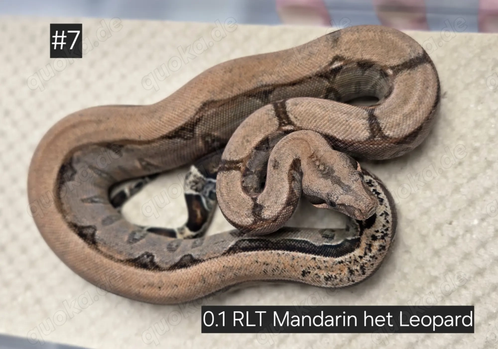 0.1 RLT Mandarin het Leopard, Boa Constrictor Imperator 