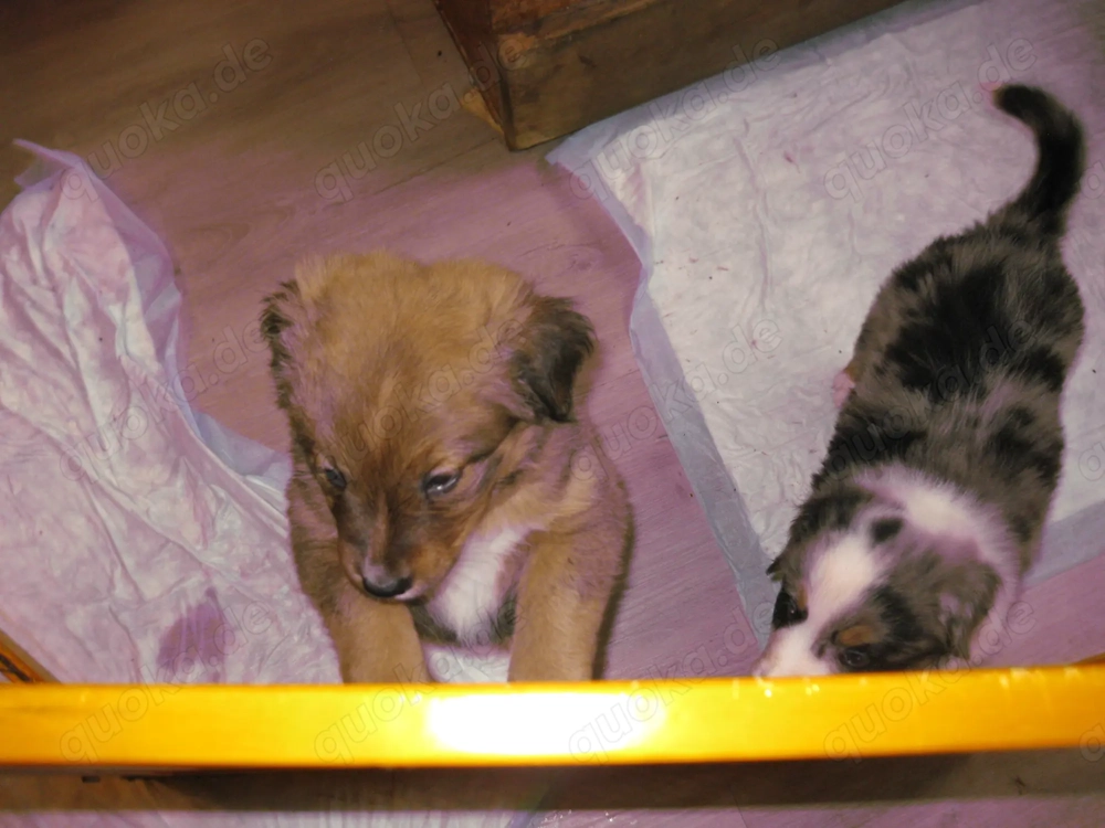 2 süsse Australian sheperd mix