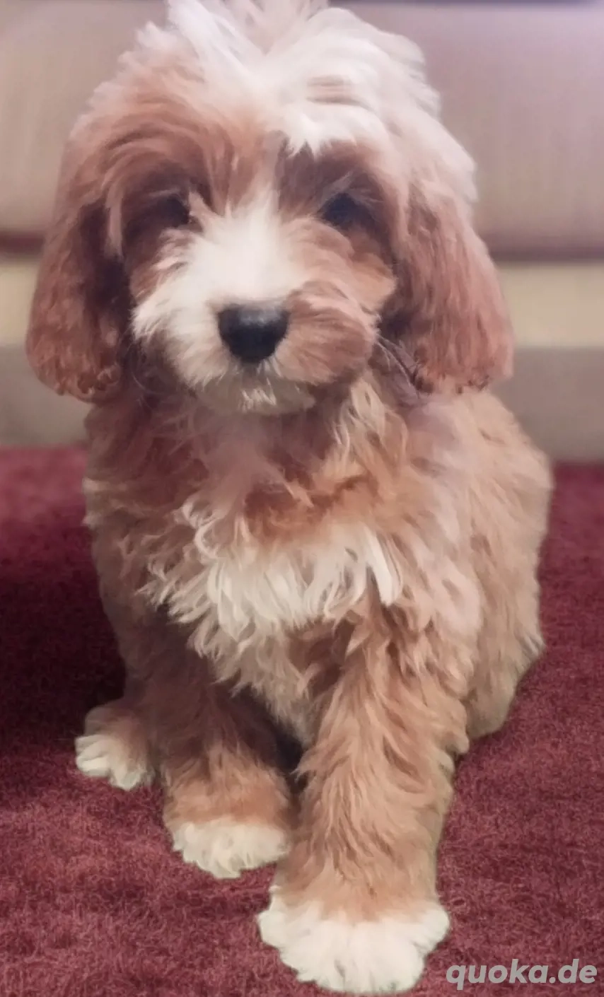 Cavapoo Mädchen 
