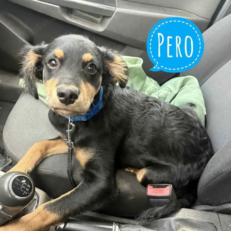 Pero, süßer und schon fast stubenreiner Welpe such ein Zuhause