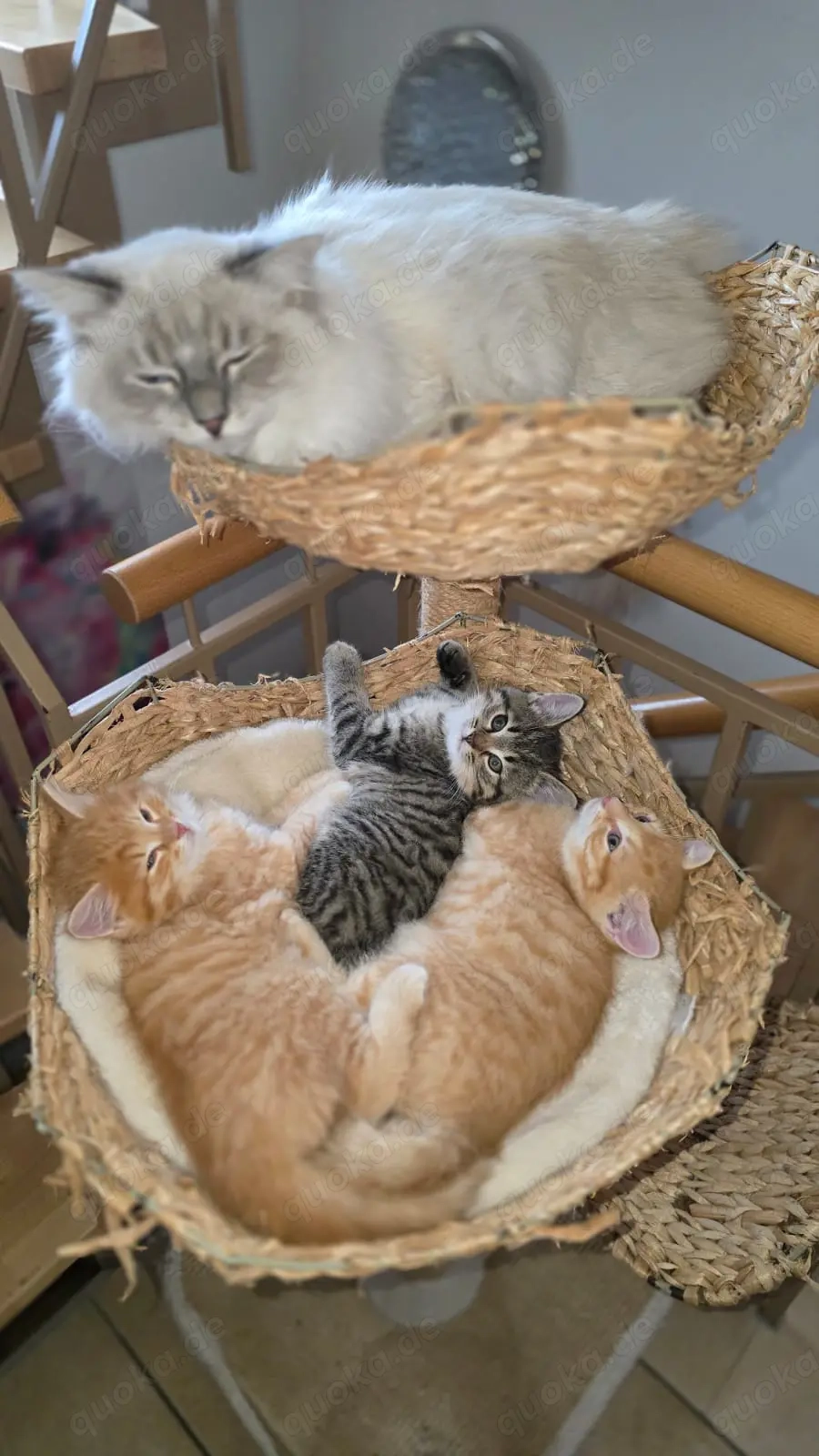 Neva Masquerade - Norweger Mix - Kitten