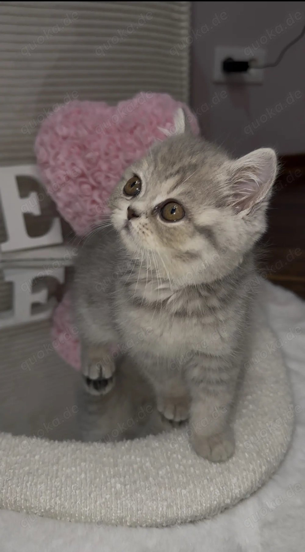 Bkh - Perser - Mix Kitten suchen ein neues liebevolles zu Hause 