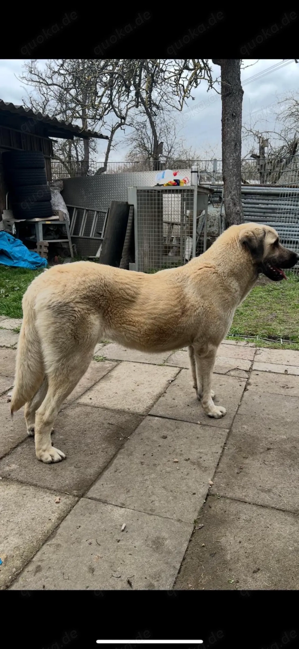 Kangal Hündin
