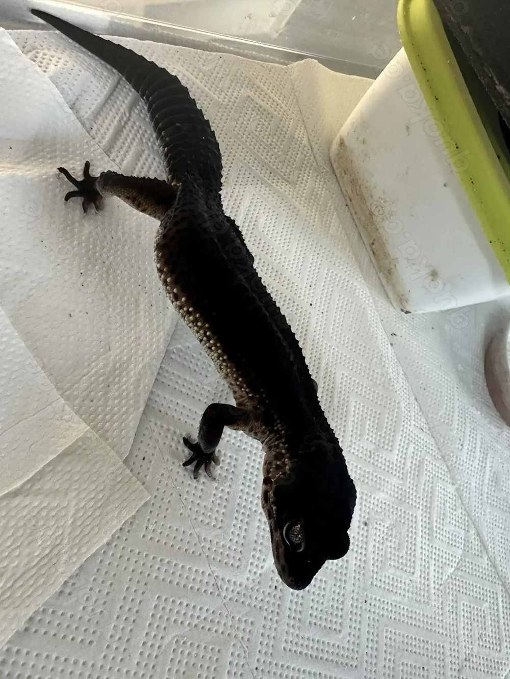 Black Night Weibchen aus 2022