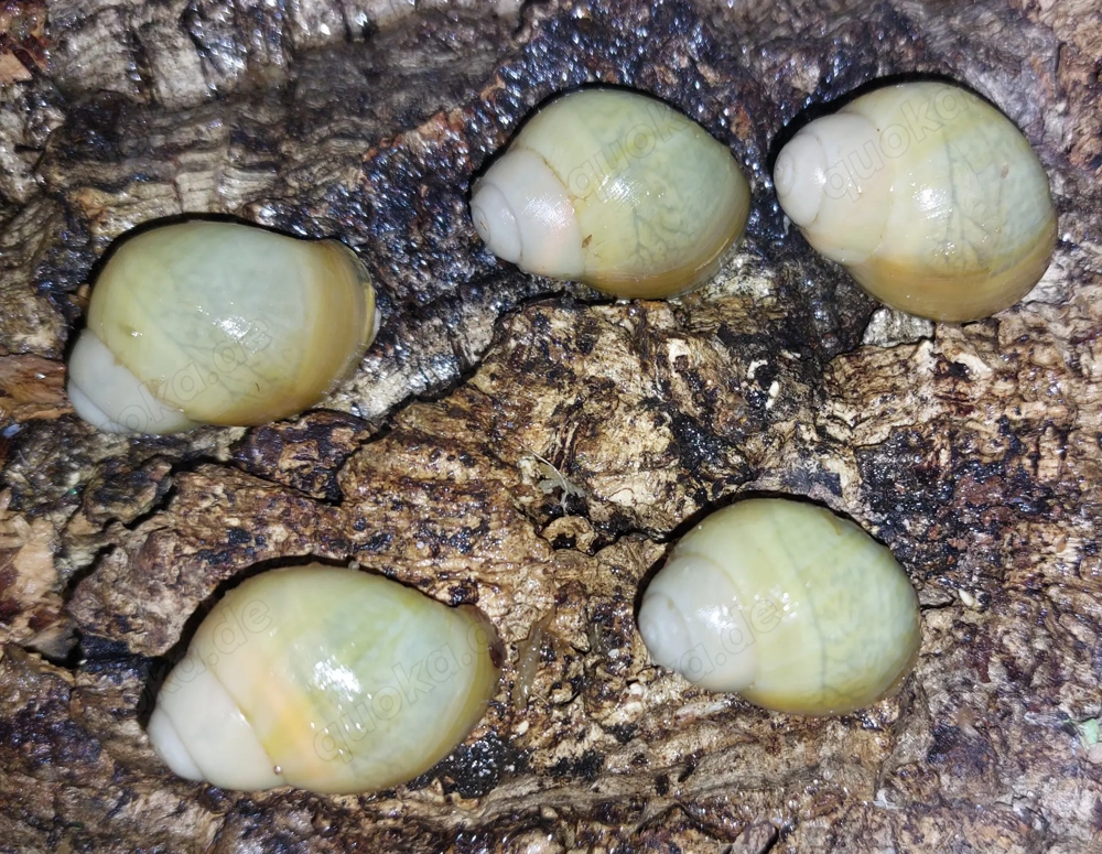 Archachatina marginata Icterica, Achatschnecken