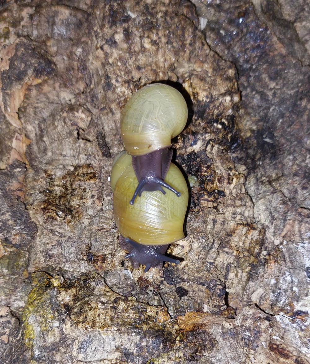 Archachatina marginata Icterica, Achatschnecken