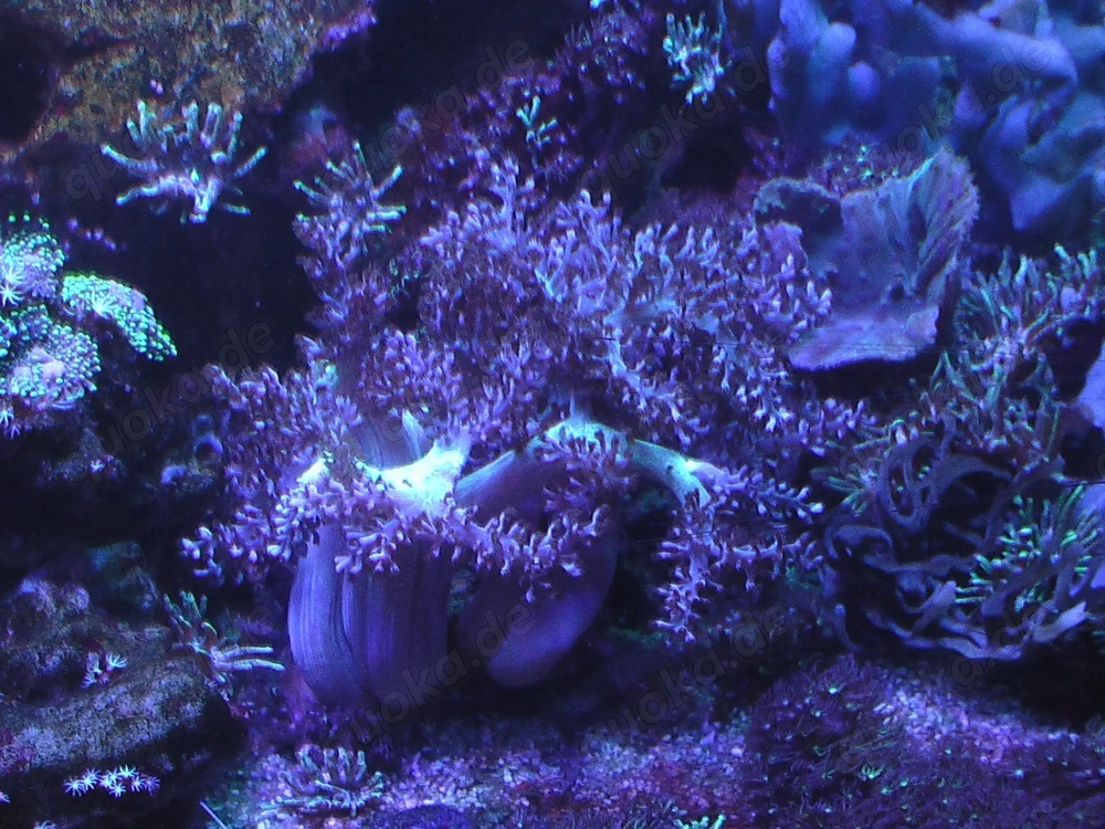 Meerwasser- Korallen-  Bäumchenkoralle