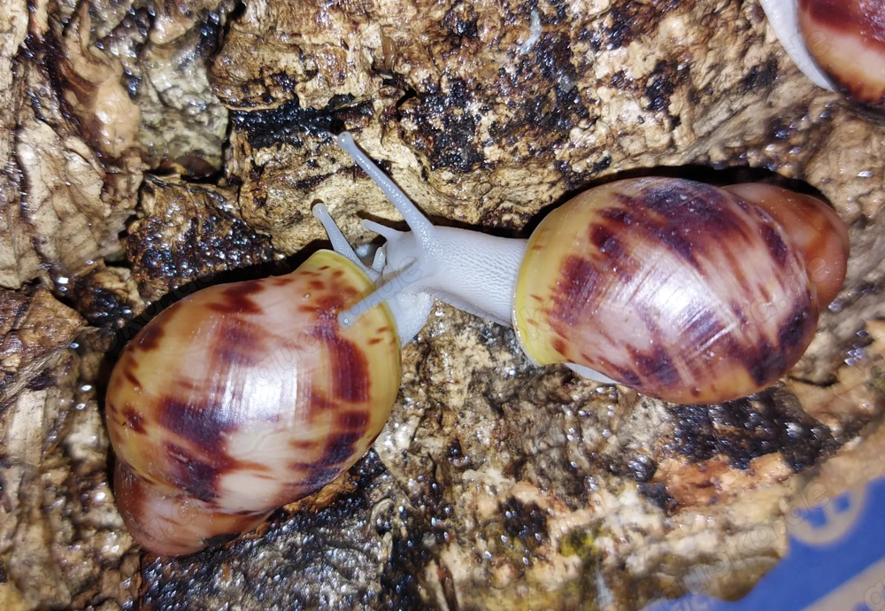 Archachatina marginata Suturalis Silverbody, Achatschnecken