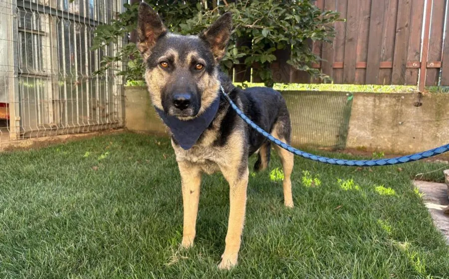 Traumhund Rick sucht seine Menschen