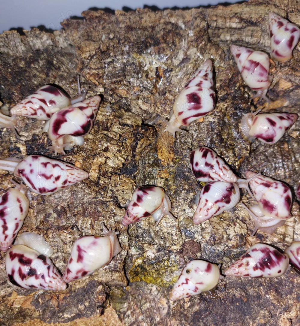 Limicolaria (3 verschiedene Unterarten), kleine Achatschnecken